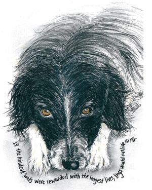 426-1114-if-the-kindest-souls-border-collie
