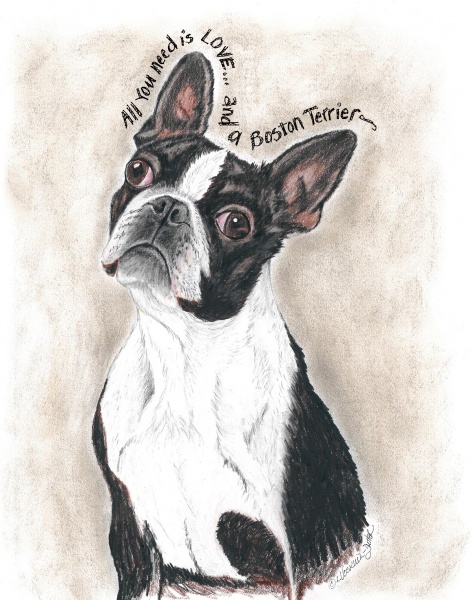 428-1114-all-you-need-boston-terrier